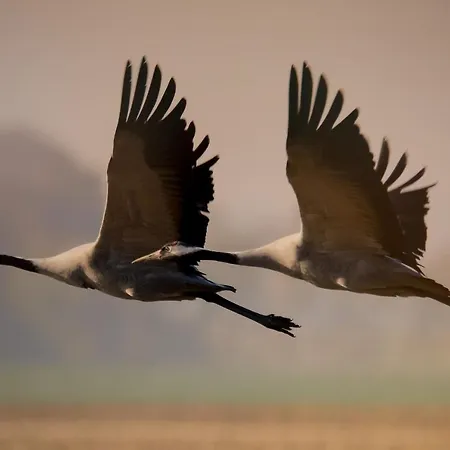 Ferien-villa Viva La Vida